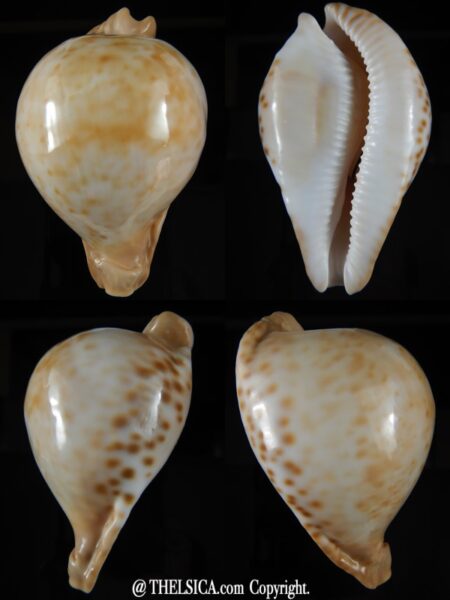 Umbilia petilirostris 82,87 mm Gem (-)-0