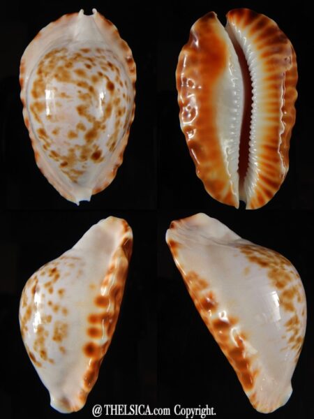 Zoila ketyana bataviensis 49,70 mm Gem-0