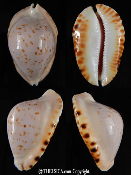 Zoila ketyana bataviensis 53,67 mm Gem-0