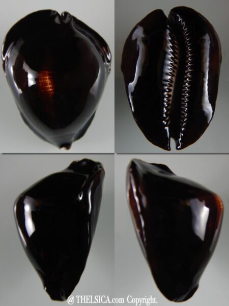 Zoila rosselli rosselli 53,6 mm Gem-0