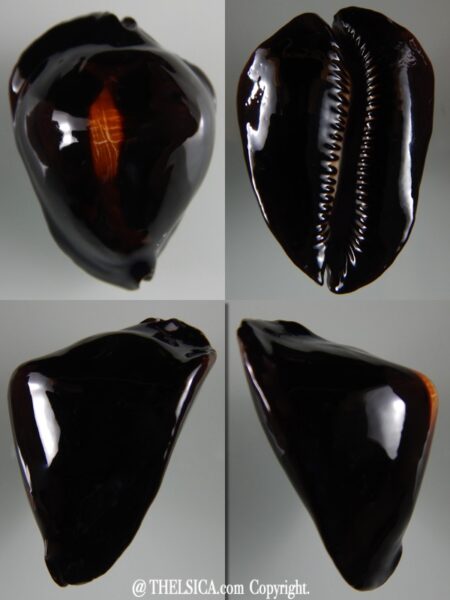 Zoila rosselli rosselli 54,86 mm Gem-0