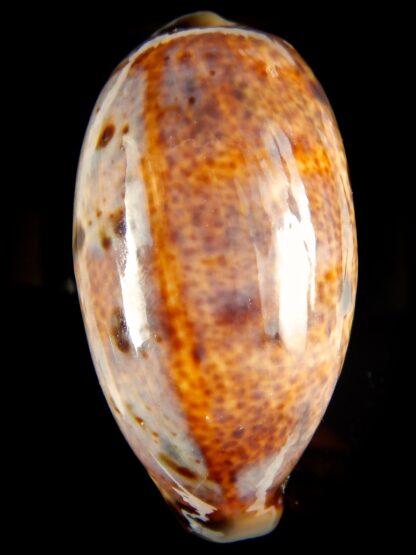 Lyncina lynx vanelli ..VERY Big size.. 70,77 mm Gem-53136
