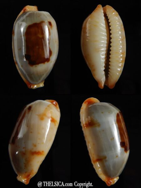 Bistolida stolida " Olango" Big size 33,50 mm Gem (-)-0
