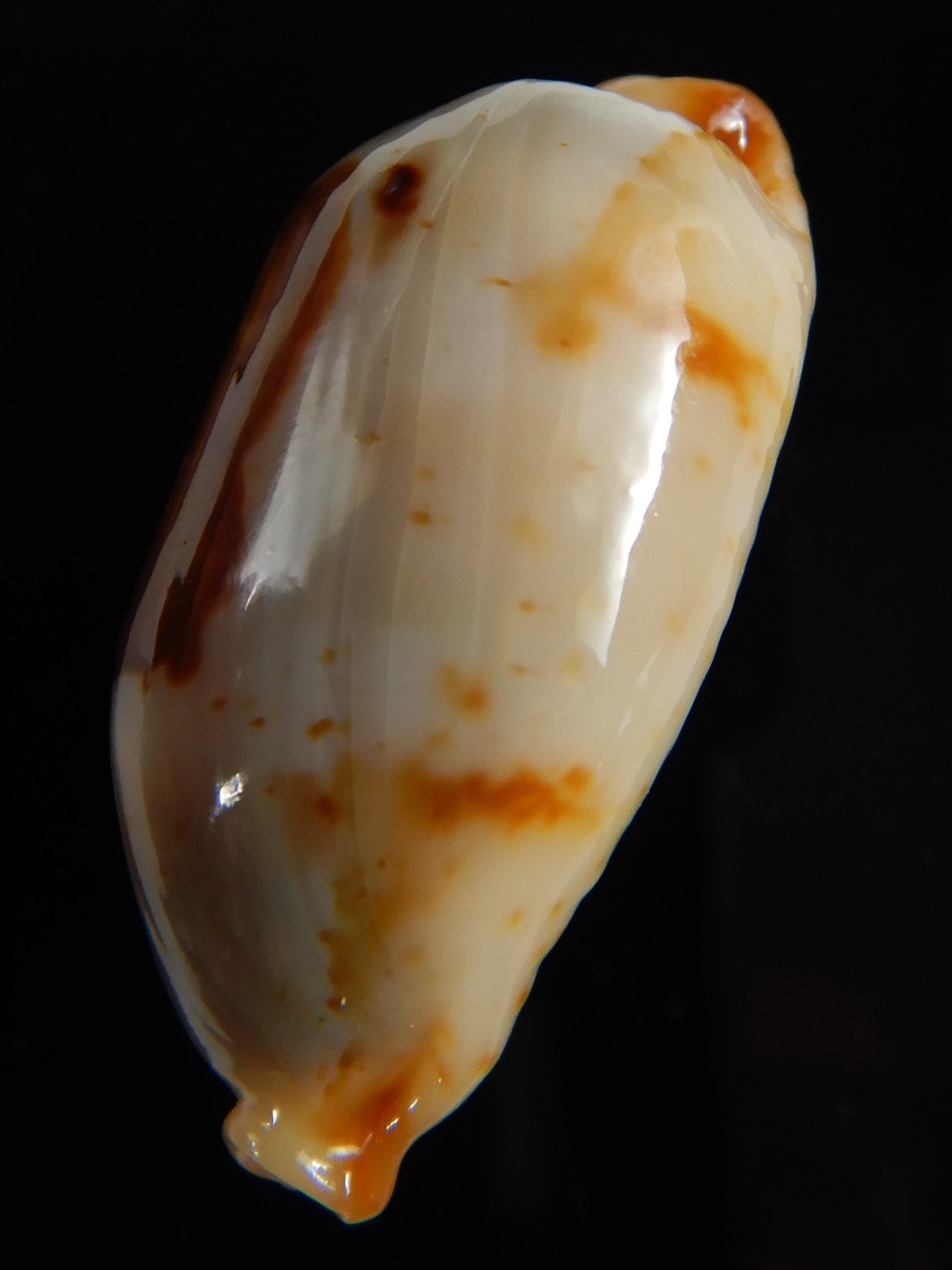 Bistolida stolida " Olango" Big size 33,50 mm Gem (-)-53082