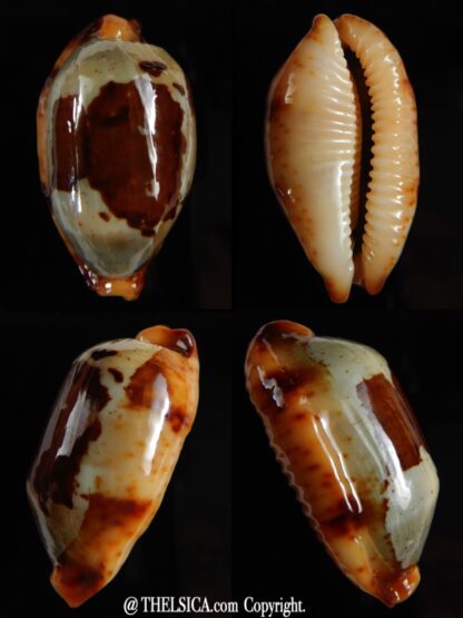 Bistolida stolida " Olango" Big size 36,76 mm Gem (-)-0