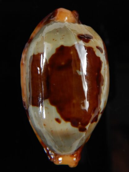 Bistolida stolida " Olango" Big size 36,76 mm Gem (-)-53094