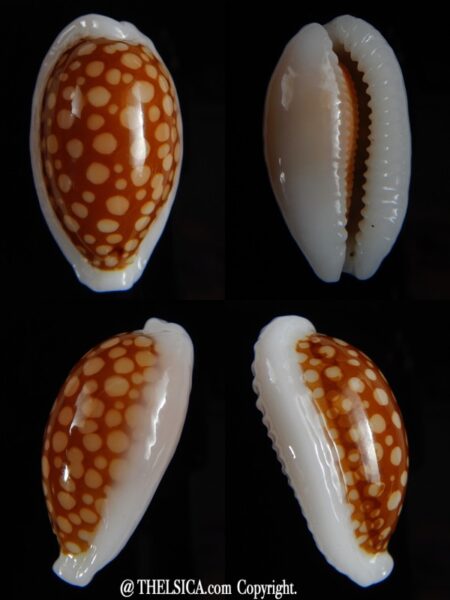 Cribrarula cribraria " calous " 32,50 mm Gem-0
