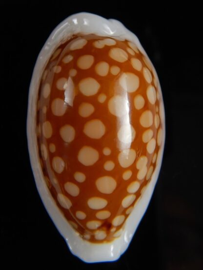 Cribrarula cribraria " calous " 32,50 mm Gem-53122