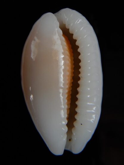 Cribrarula cribraria " calous " 32,50 mm Gem-53126