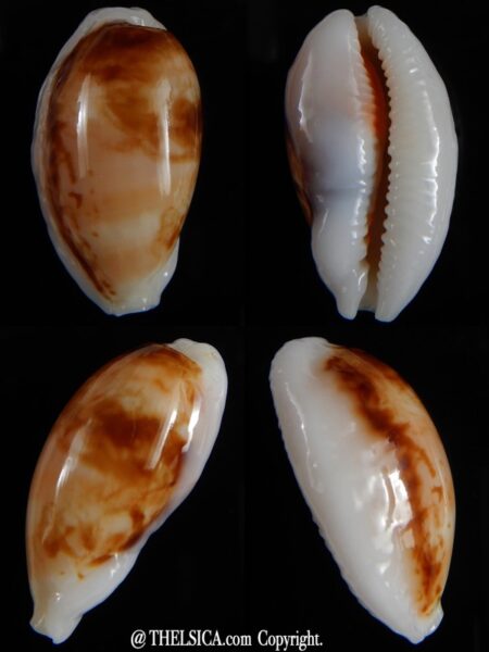 Cribrarula cribraria 34,87 mm Gem no pattern-0