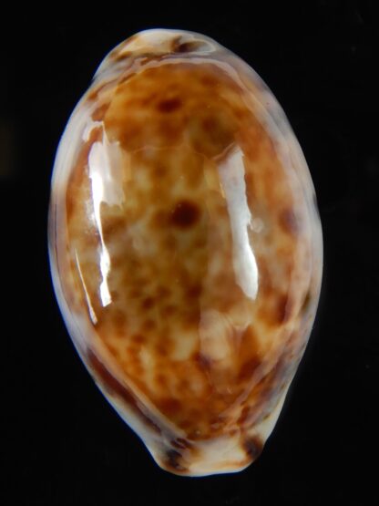 Lyncina lynx vanelli .. Very small ... 28,5 mm Gem-53319