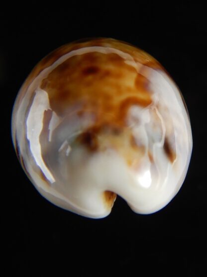 Lyncina lynx vanelli .. Very small ... 28,5 mm Gem-53322