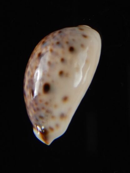Lyncina lynx vanelli .. WRS Mini... 19,7 mm Gem-53349