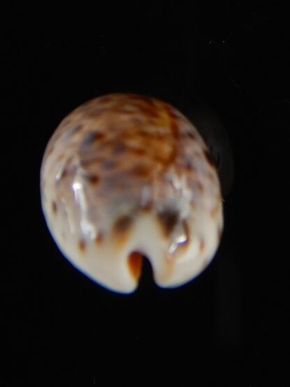 Lyncina lynx vanelli .. WRS Mini... 19,7 mm Gem-53350