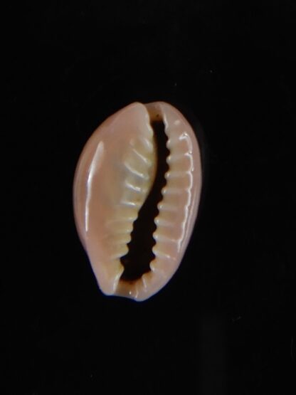 Monetaria annulus circumpicta ..Super small ... 13,60 mm Gem-53368