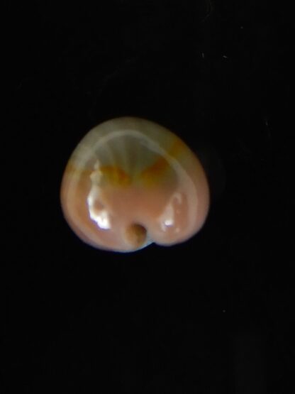 Monetaria annulus circumpicta ..Super small ... 13,60 mm Gem-53366