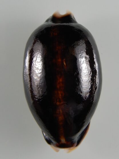 Mauritia eglantina N&R 69,48 mm Gem (-)-53264
