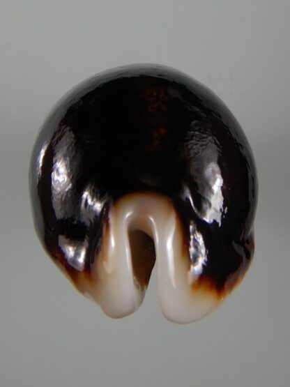 Mauritia eglantina N&R 69,48 mm Gem (-)-53269