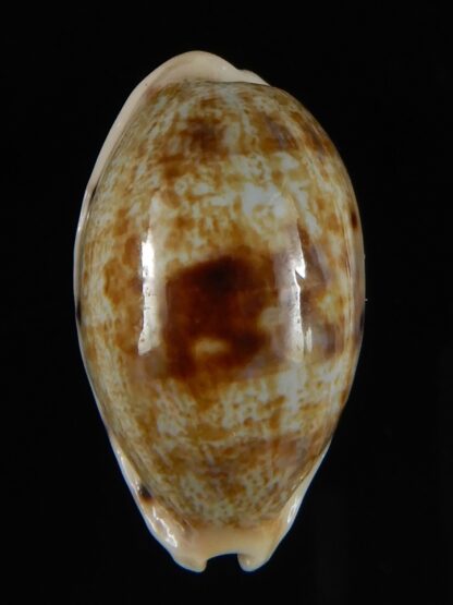 Talostolida pellucens polynesiana 28,24 mm Gem -53594