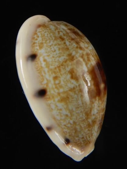 Talostolida pellucens polynesiana 28,24 mm Gem -53600