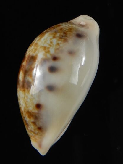 Talostolida pellucens polynesiana 25,96 mm Gem-53564