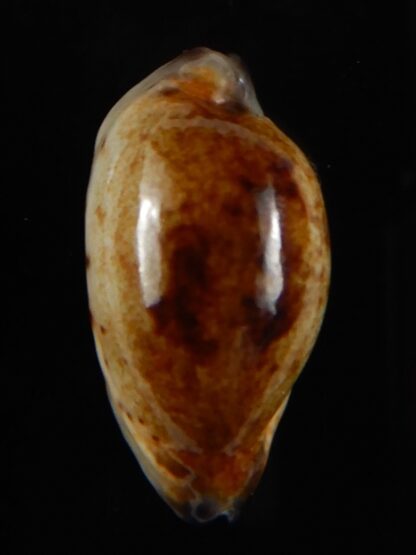 Purpuradusta gracilis macula N&R 22,60 mm Gem-53680