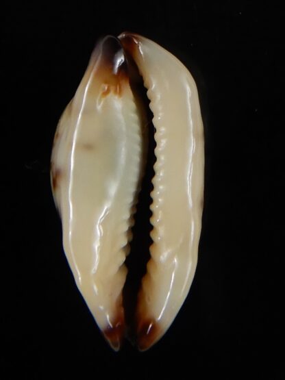Purpuradusta gracilis macula N&R 22,60 mm Gem-53681