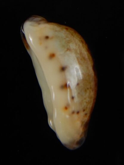 Purpuradusta gracilis macula N&R 22,60 mm Gem-53686