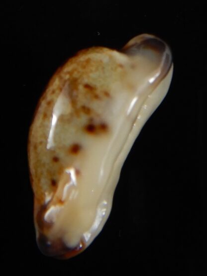 Purpuradusta gracilis macula N&R 22,60 mm Gem-53687