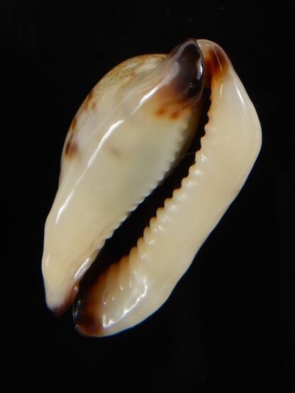 Purpuradusta gracilis macula N&R 22,60 mm Gem-53685