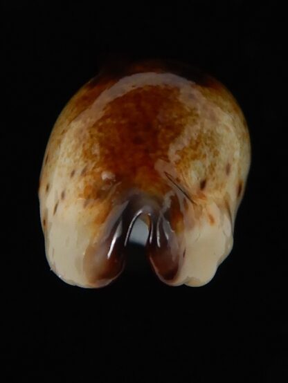 Purpuradusta gracilis macula N&R 22,60 mm Gem-53683