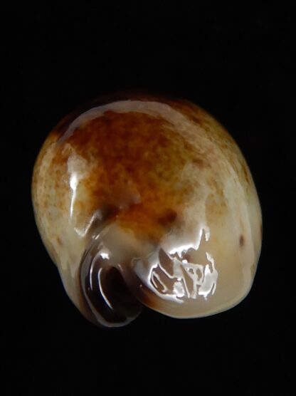 Purpuradusta gracilis macula N&R 22,60 mm Gem-53682