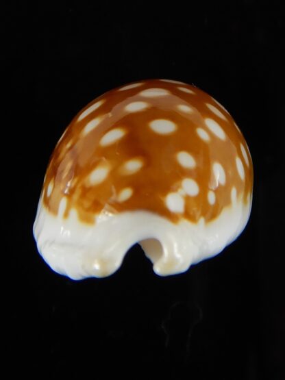 Cribrarula rottnestensis rottnestensis 31,75 mm Gem-53699