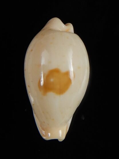 Palmadusta saulae nugata 18,81 mm Gem-54193