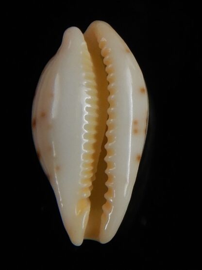 Palmadusta saulae nugata 18,81 mm Gem-54199