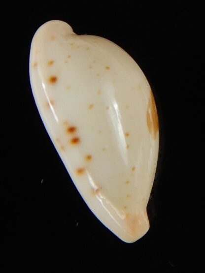 Palmadusta saulae nugata 18,81 mm Gem-54196