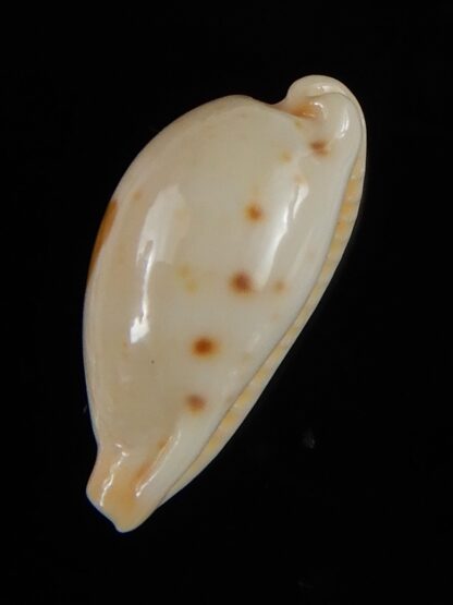 Palmadusta saulae nugata 18,81 mm Gem-54197