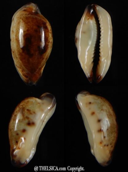 Purpuradusta gracilis macula N&R 22,60 mm Gem-0