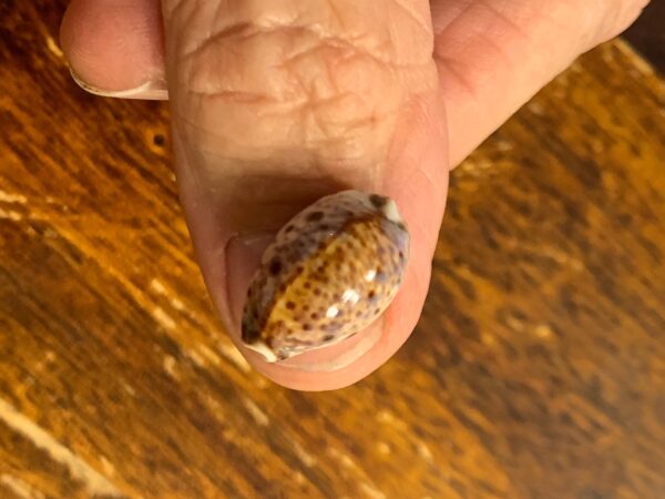 Lyncina lynx vanelli .. WRS Mini... 19,7 mm Gem-0