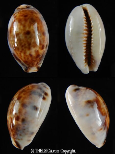 Lyncina lynx vanelli .. Very small ... 28,5 mm Gem-0