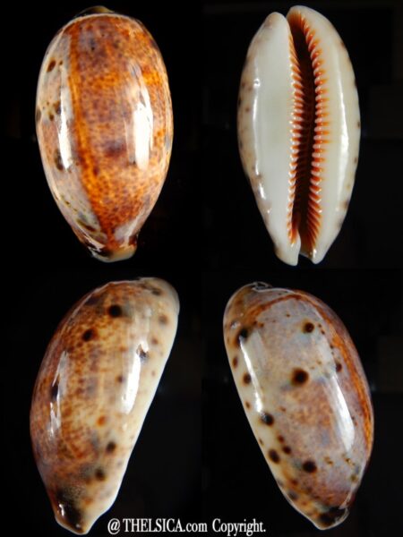 Lyncina lynx vanelli ..VERY Big size.. 70,77 mm Gem-0