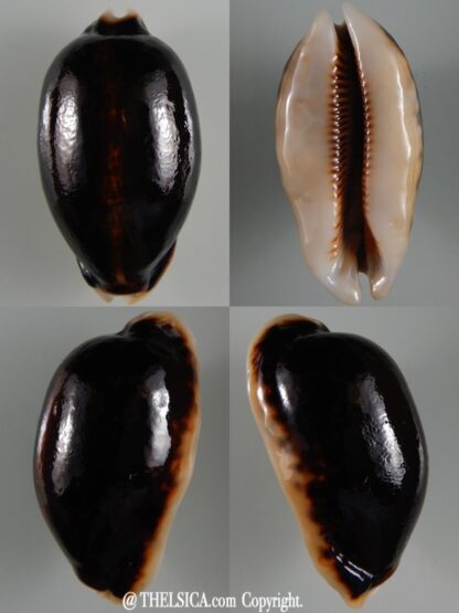 Mauritia eglantina N&R 69,48 mm Gem (-)-0