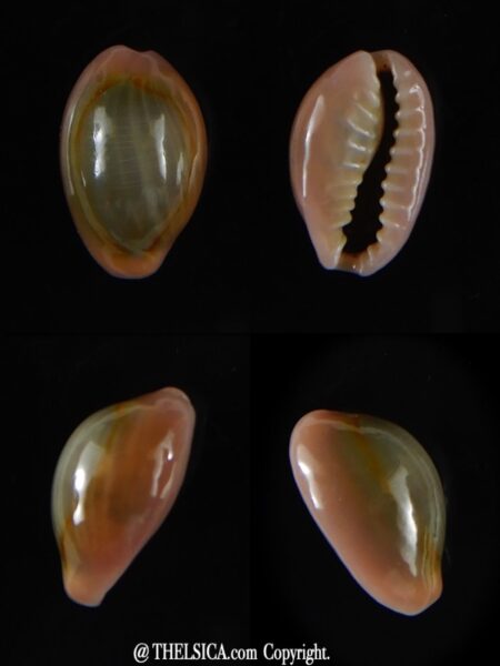 Monetaria annulus circumpicta ..Super small ... 13,60 mm Gem-0