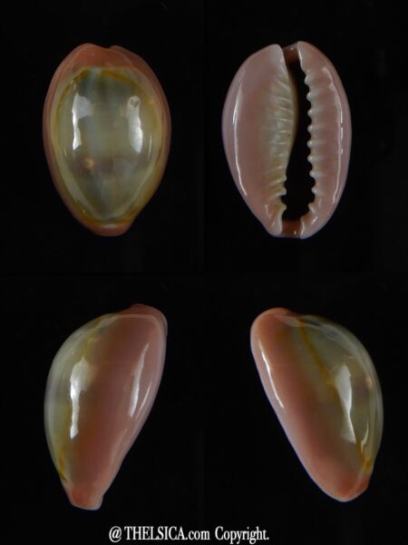 Monetaria annulus circumpicta ..18,50 mm F+++/Gem-0