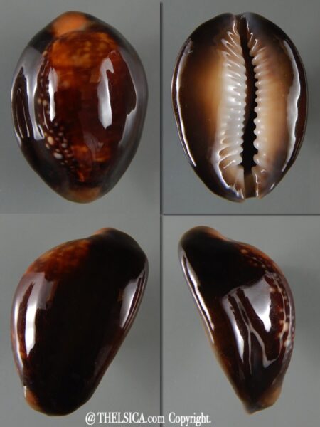 Monetaria caputserpentis.. " Caramel" 29,87 mm Gem-0