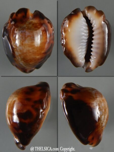 Monetaria caputserpentis.. " Freak" 25,49 mm Gem -0