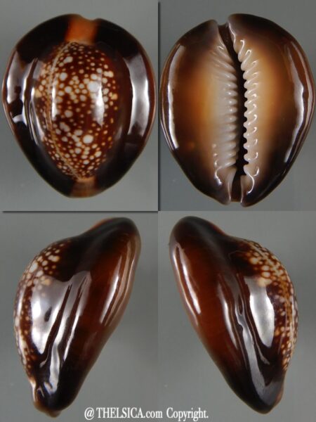 Monetaria caputserpentis.. " U.F.O. " 29,54 mm Gem-0