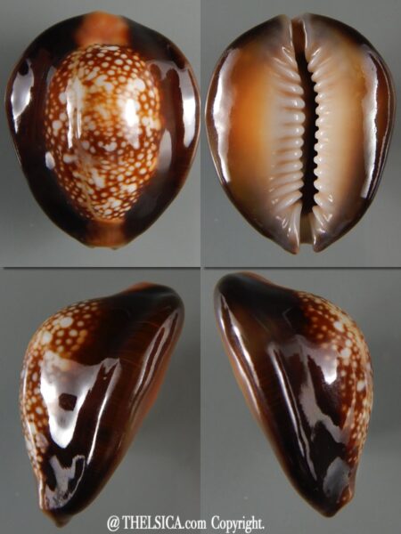 Monetaria caputserpentis.. " U.F.O. " 30,66 mm Gem-0