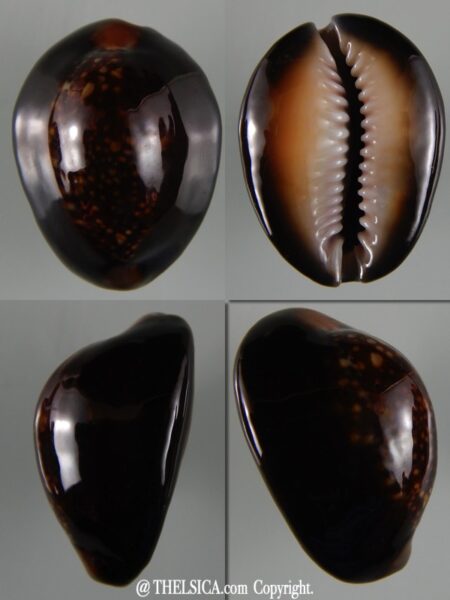 Monetaria caputserpentis ...Black ... 32,80 mm Gem-0