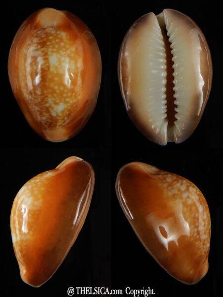 Monetaria caputserpentis .. GOLDEN ... 32,44 mm Gem-0